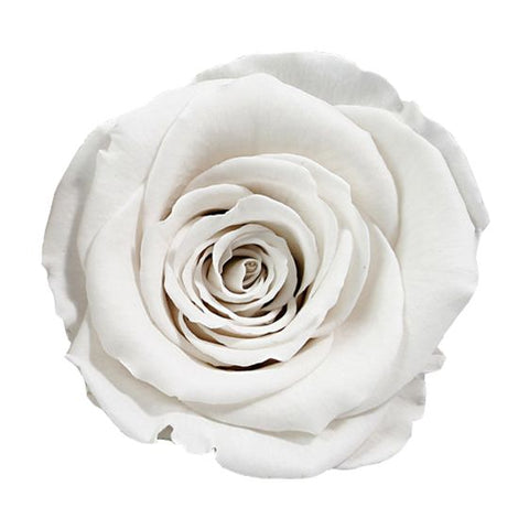 Rose éternelle ivoire