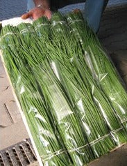 Semence de "Ciboulette Nelly" Biologique