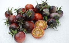 Semence de "Tomate cerise noire" non traité