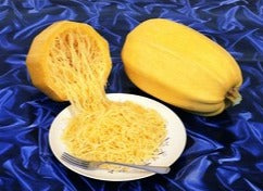 Semence de "Courge d'été spaghetti" Biologique
