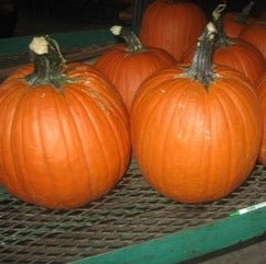 Semence de "Citrouille orange"