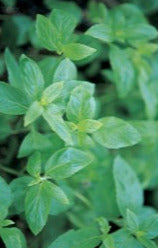 Semence de "Menthe verte"