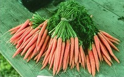 Semence de "Carotte Napoli enrobé" Biologique