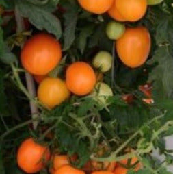 Semence de "Tomate italienne Sunrise"