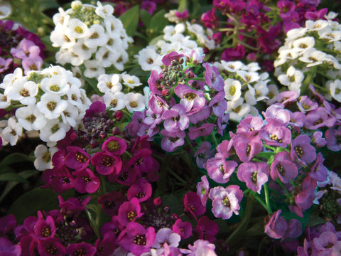 Alyssum mix