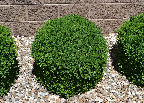 Buxus "Green Gem"