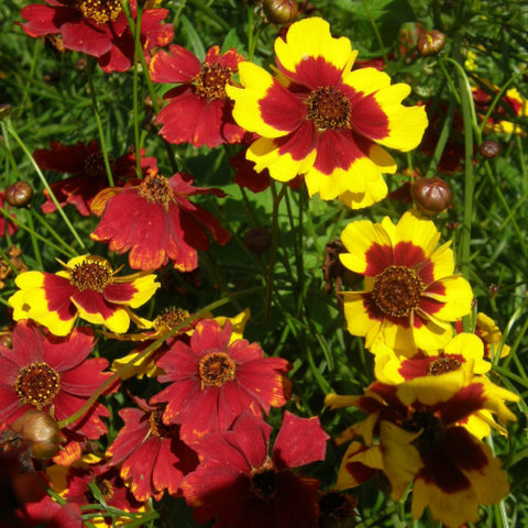 Semence "Coreopsis bouquet magic" - Bio - Écoumène