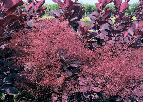 Cotinus "Winecraft black"