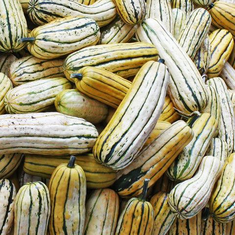 Semence "Courge Delicata" - Bio - Écoumène