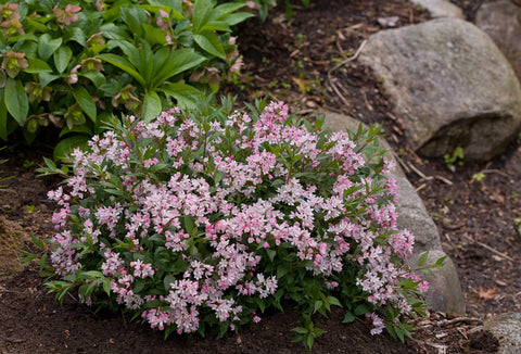 Deutzia "Yuki cherry blossom"