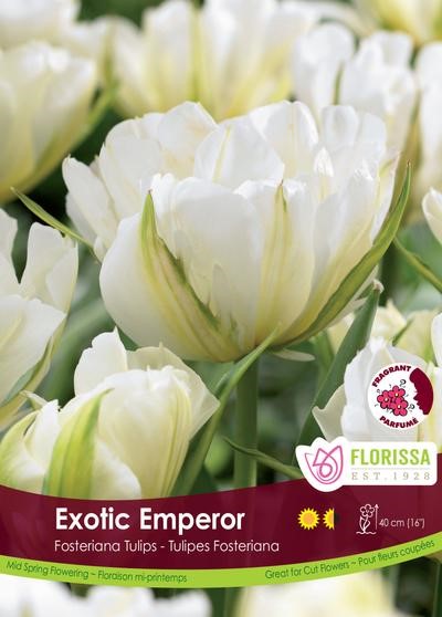 Bulbes de tulipes "Exotic emperer"