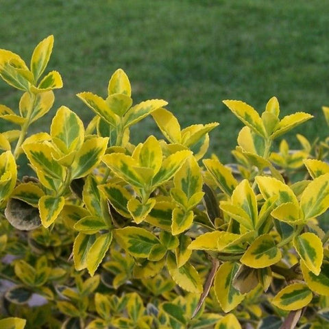Fusain "Emerald Gold"