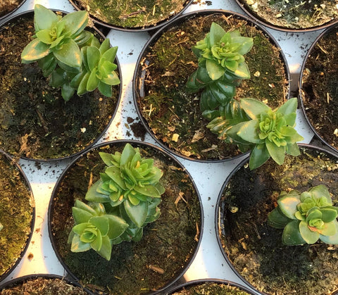 Plante succulente