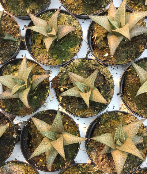 Plante succulente