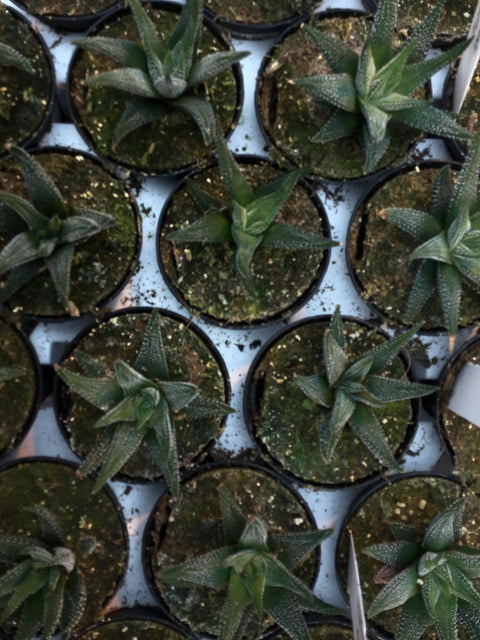 Plante succulente