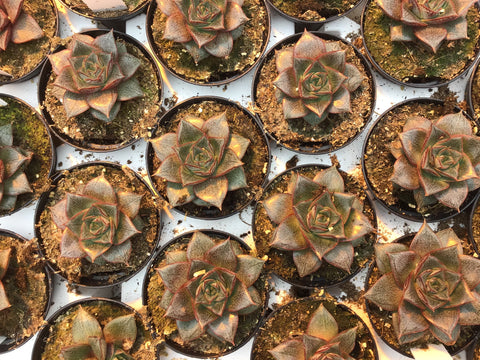 Plante succulente