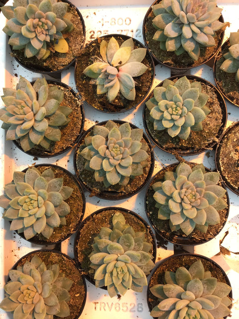 Plante succulente
