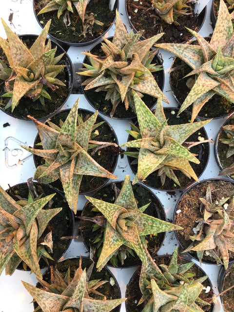 Plante succulente