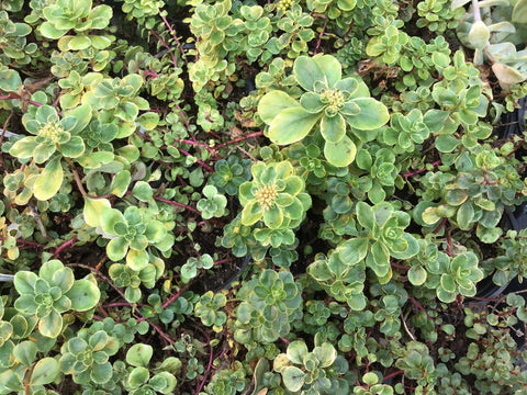 Plante succulente