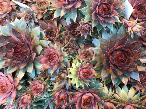 Plante succulente