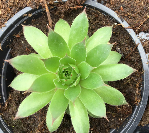 Plante succulente