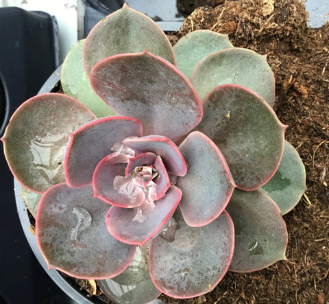 Plante succulente