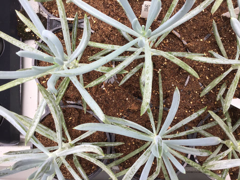 Plante succulente