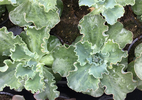 Plante succulente