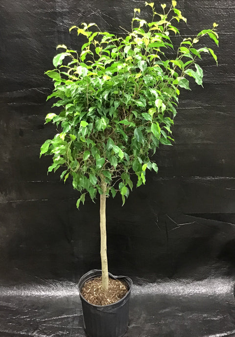 Plante d'intérieur "Ficus Benjamina"