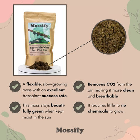 Mousse à cultiver pour le soleil MOSSIFY