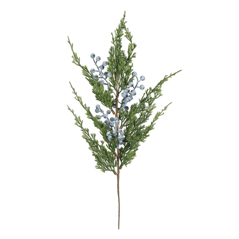Branche de cèdre avec baies bleues