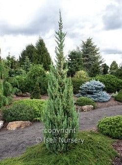 Genevrier chinensis "Trautman"