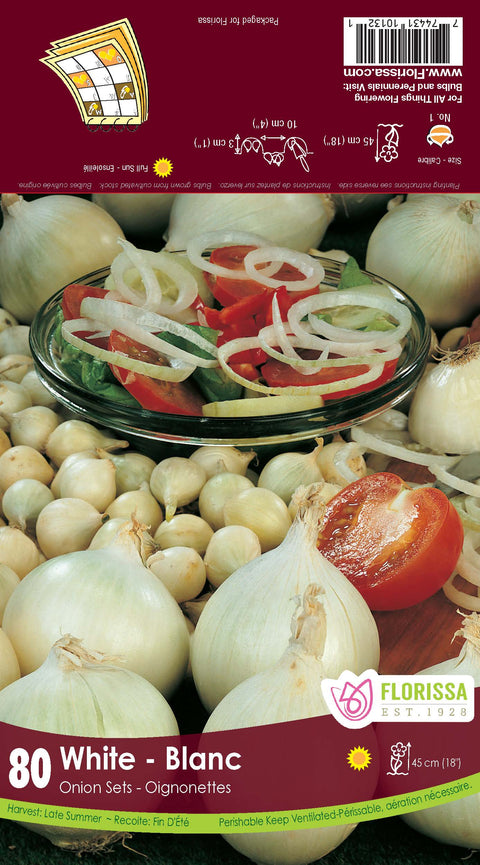 Semence bulbe "Oignon blanc"