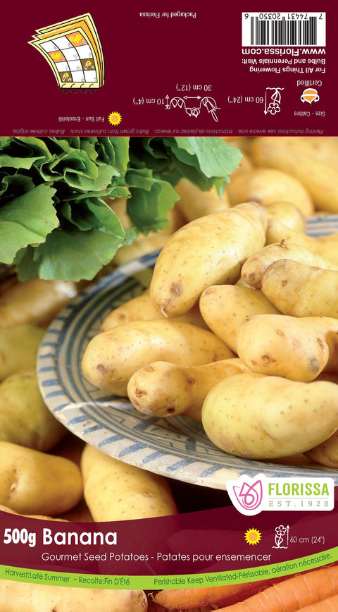 Semence "Pomme de terre Banana"