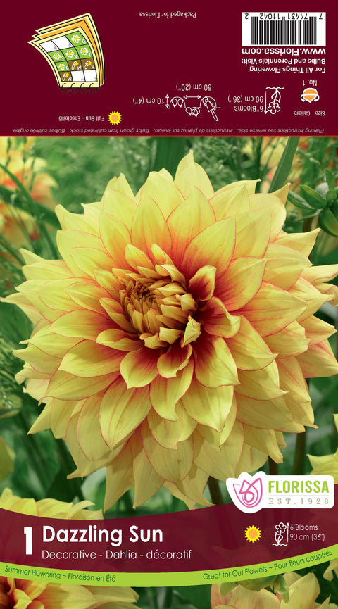 Bulbe de "Dahlia Dazzling sun"