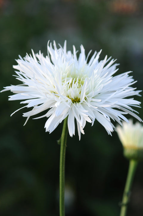 Leucanthemum "Santé"