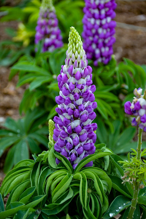 Lupin "Mini Gallery Blue Bicolor"