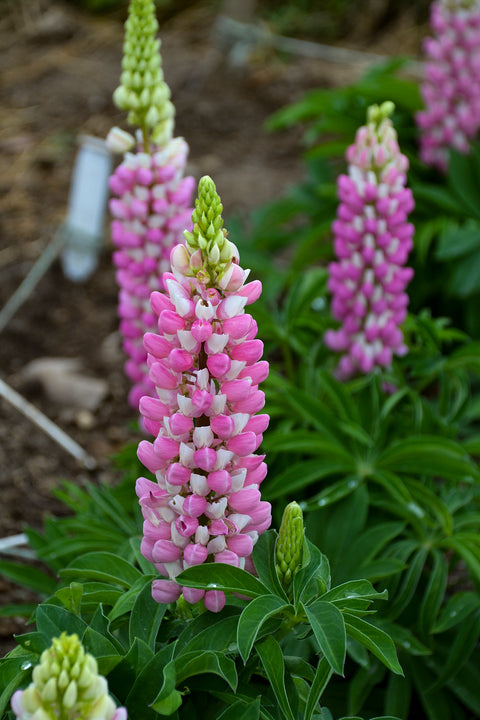 Lupin "Mini Gallery Pink Bicolor"