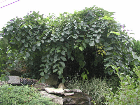 Mûrier "Alba pendula" sur tige