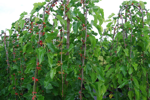 Mûrier "Alba pendula" sur tige