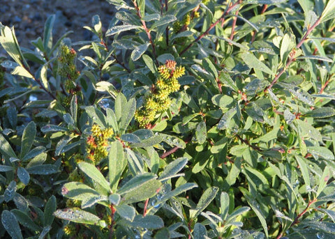 Myrique "Baumier Gale"