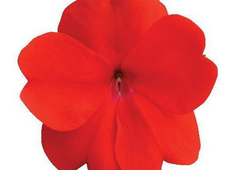 Impatiens Nouvelle-Guinée divine orange