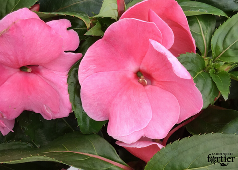 Impatiens Nouvelle-Guinée divine rose