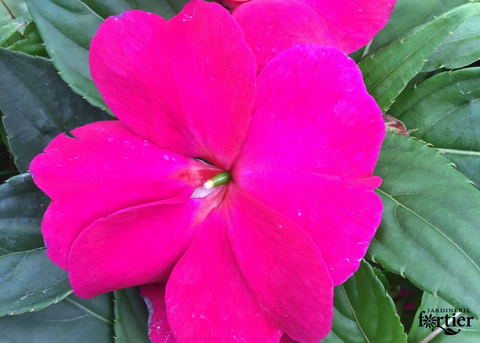 Impatiens Nouvelle-Guinée divine violet