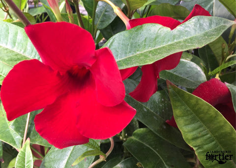 Mandevilla rouge