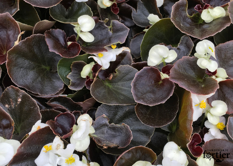 Bégonia semperflorens blanc/bronze