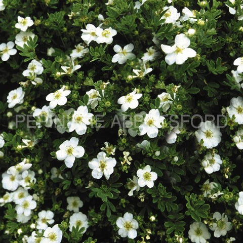 Potentille "Abbotswood"