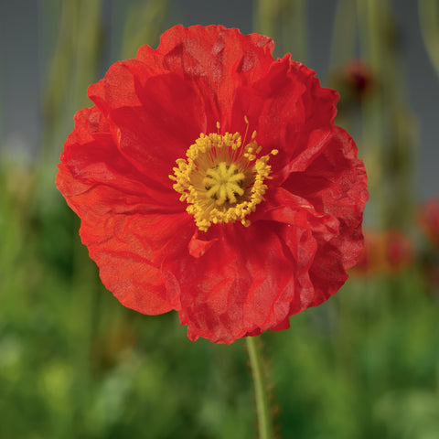 Pavot "Spring Fever Red"