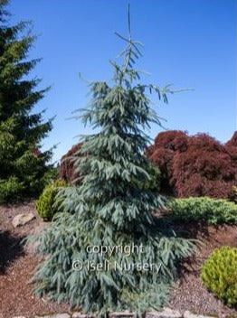 Épinette Engelmann "Bush Lace"