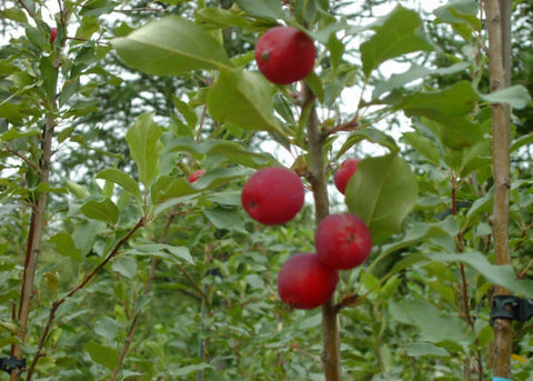 Cerisier "Cupidon"